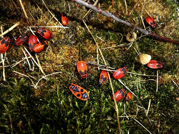 cifruša bezkrídla Pyrrhocoris apterus