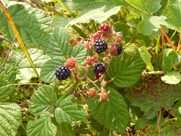 ostružina Rubus sp.