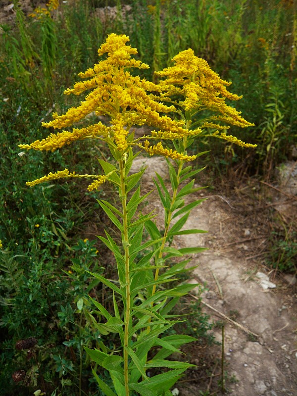 zlatobyľ Solidago sp.