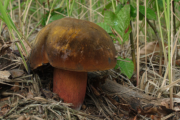 hríb zrnitohlúbikový Sutorius luridiformis (Rostk.) G. Wu & Zhu L. Yang