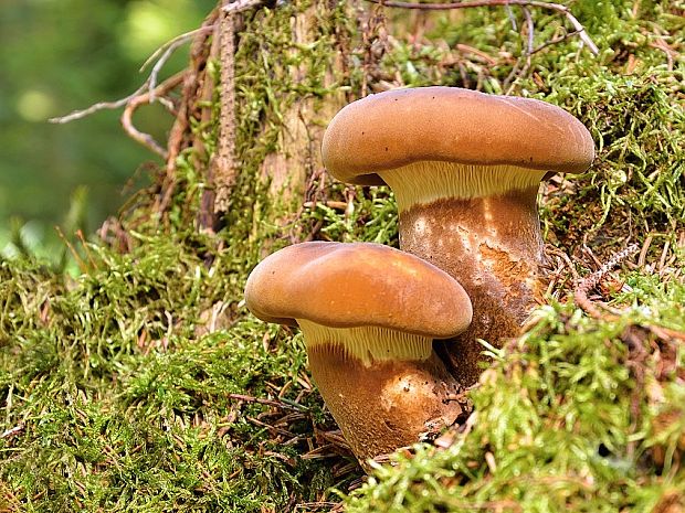 čechračka tmavohlúbiková Tapinella atrotomentosa (Batsch) Šutara