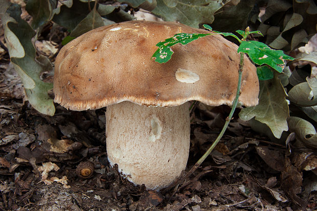 hríb dubový Boletus reticulatus Schaeff.