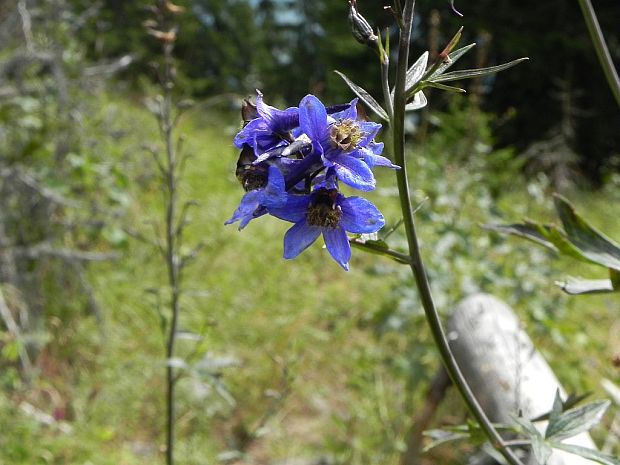 stračonôžka tatranská Delphinium oxysepalum Borbás et Pax