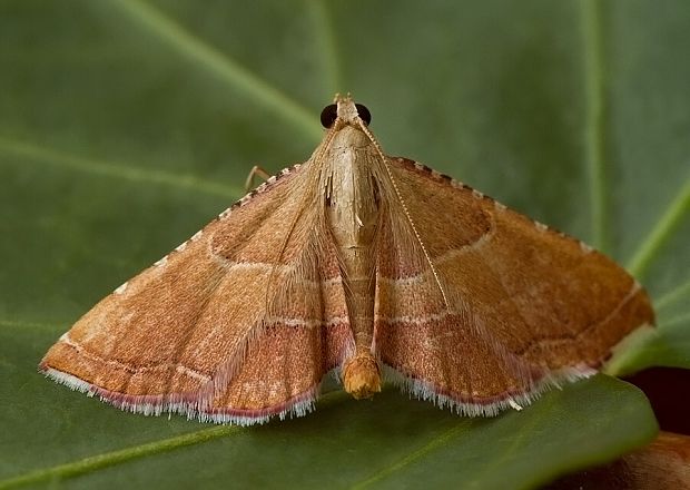 vijačka plamenná Endotricha flammealis