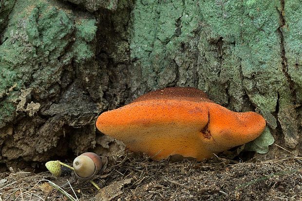 pečeňovec dubový Fistulina hepatica (Schaeff.) With.