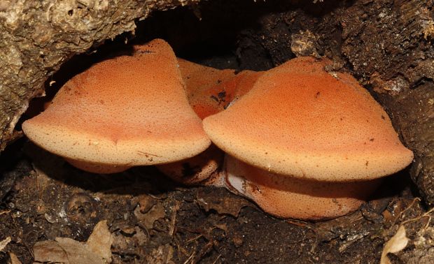 pečeňovec dubový Fistulina hepatica (Schaeff.) With.