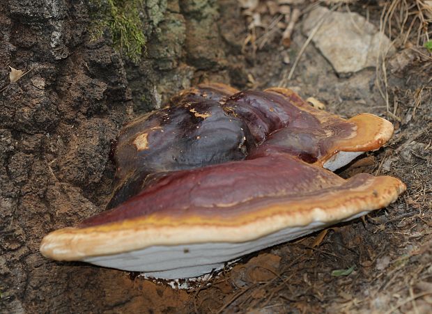 lesklokôrovka plochá Ganoderma applanatum (Pers.) Pat.