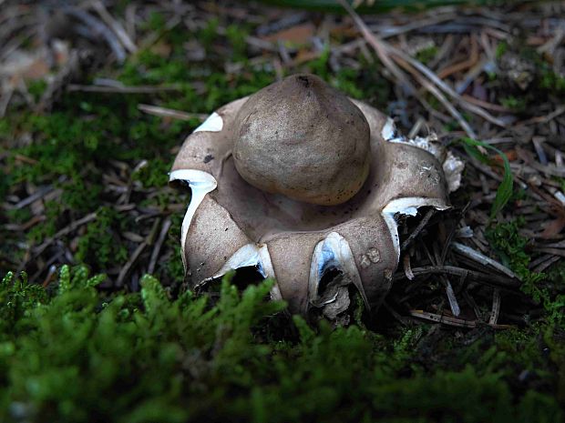 hviezdovka strapkatá Geastrum fimbriatum Fr.