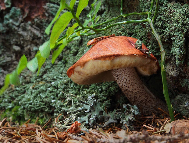 kozák smrekový Leccinum piceinum Pilát & Dermek