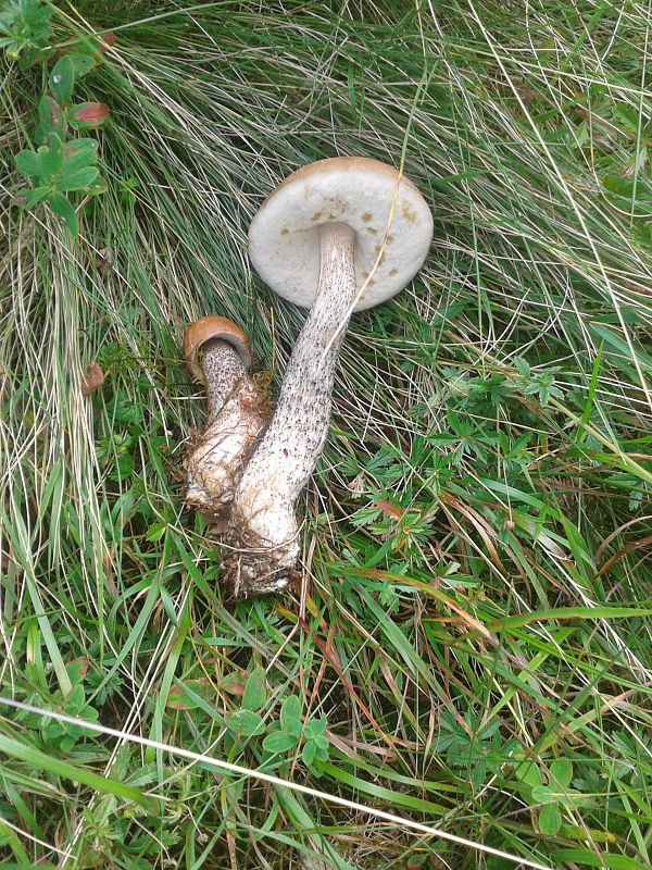 kozák brezový Leccinum scabrum (Bull.) Gray