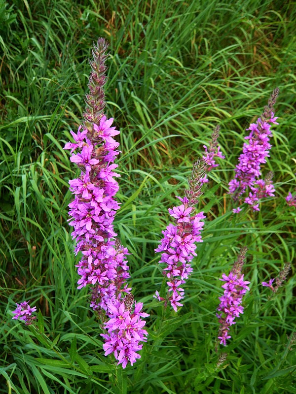 vrbica vŕbolistá Lythrum salicaria L.