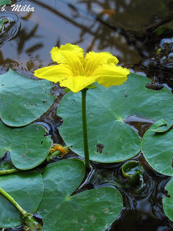 leknovec štítnatý Nymphoides peltata (S. G. Gmel.) Kuntze