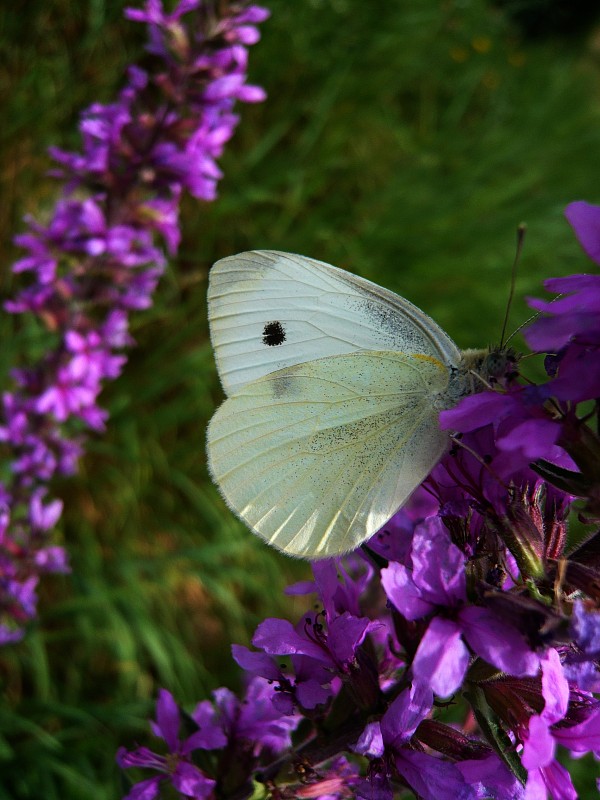 mlynárik repový  Pieris rapae