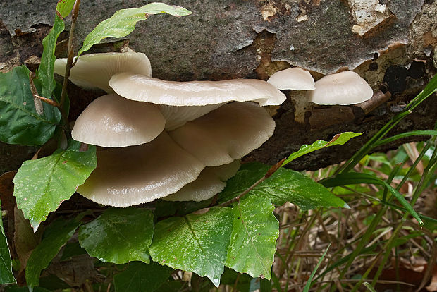 hliva buková Pleurotus pulmonarius (Fr.) Quél.