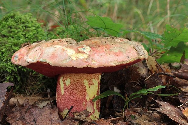 hríb purpurový Rubroboletus rhodoxanthus Kuan Zhao &amp; Zhu L. Yang