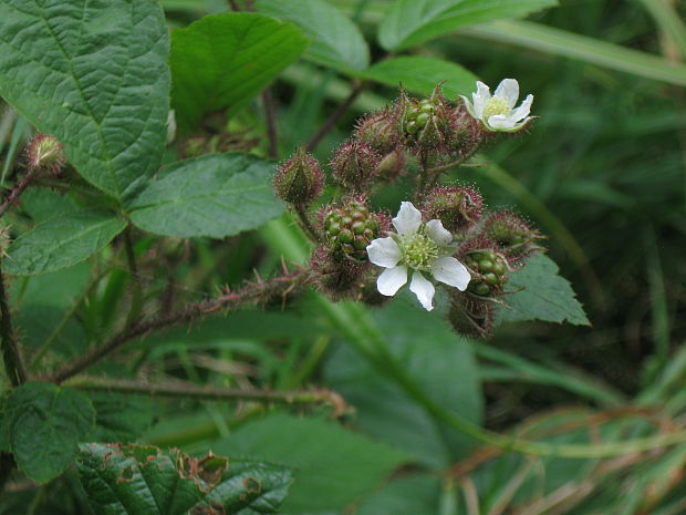 ostružina ožinová Rubus caesius L.