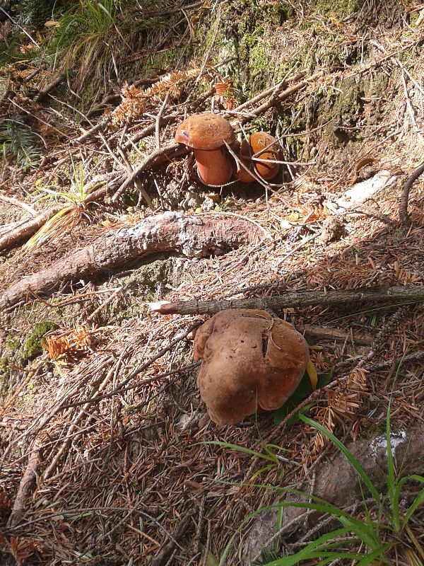 hríb zrnitohlúbikový Sutorius luridiformis (Rostk.) G. Wu & Zhu L. Yang