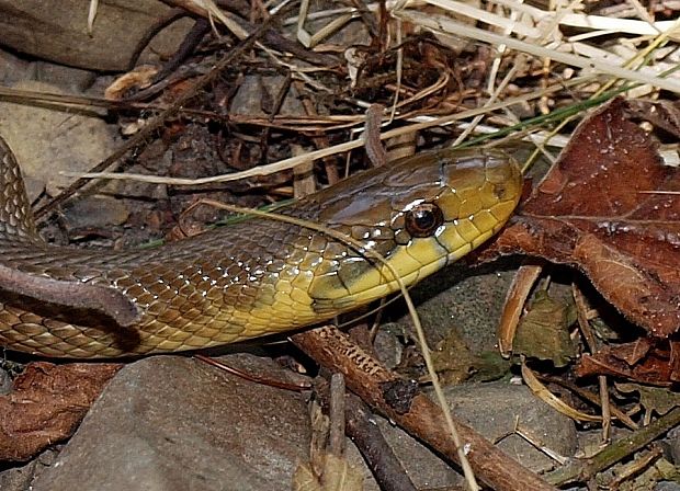 užovka stromová Zamenis longissimus