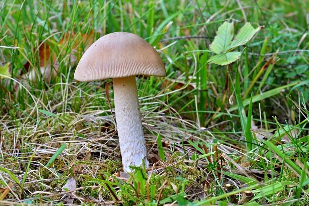 muchotrávka Amanita sp.