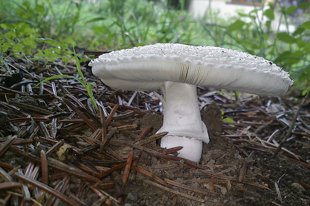 muchotrávka ? Amanita sp.