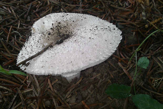 muchotrávka ? Amanita sp.