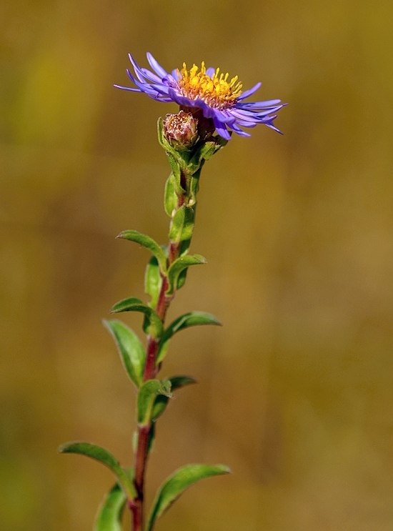 astra spišská Aster amelloides Besser