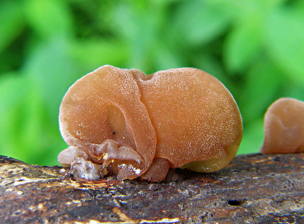 uchovec bazový Auricularia auricula-judae (Bull.) Quél.