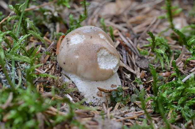 hríb smrekový Boletus edulis Bull.