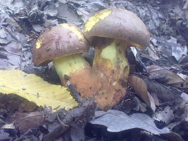 hríby Boletus sp.