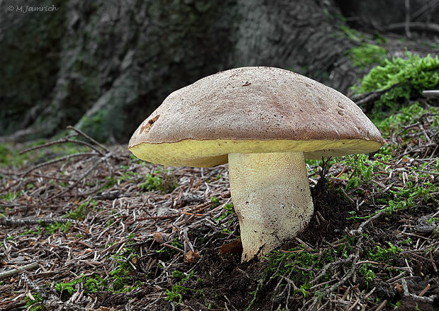 hríb horský Butyriboletus subappendiculatus (Dermek, Lazebn. & J. Veselský) D. Arora & J.L. Frank