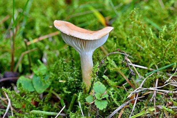 strmuľka lievikovitá Clitocybe gibba (Pers.) P. Kumm.