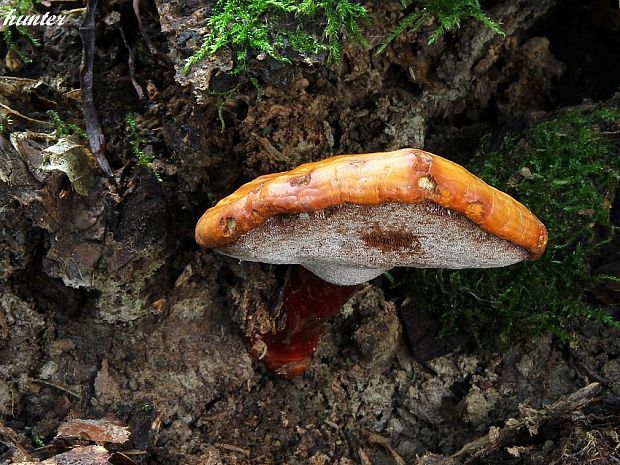 lesklokôrovka obyčajná Ganoderma lucidum (Curtis) P. Karst.