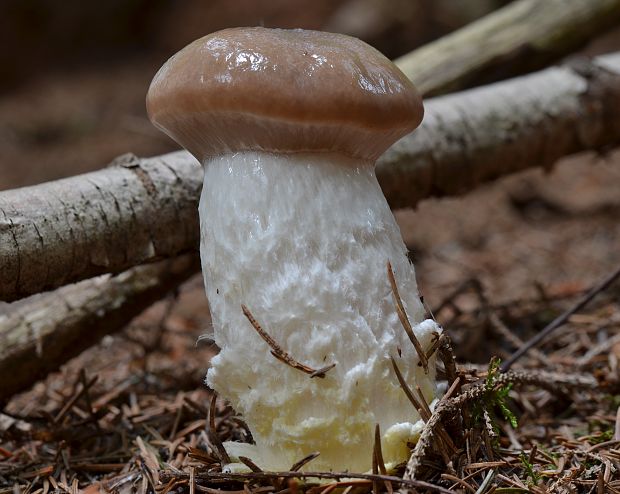 sliziak mazľavý Gomphidius glutinosus (Schaeff.) Fr.