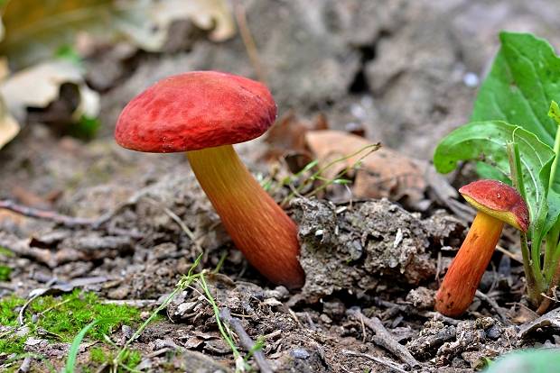 suchohríb karmínový Hortiboletus rubellus (Krombh.) Simonini, Vizzini & Gelardi