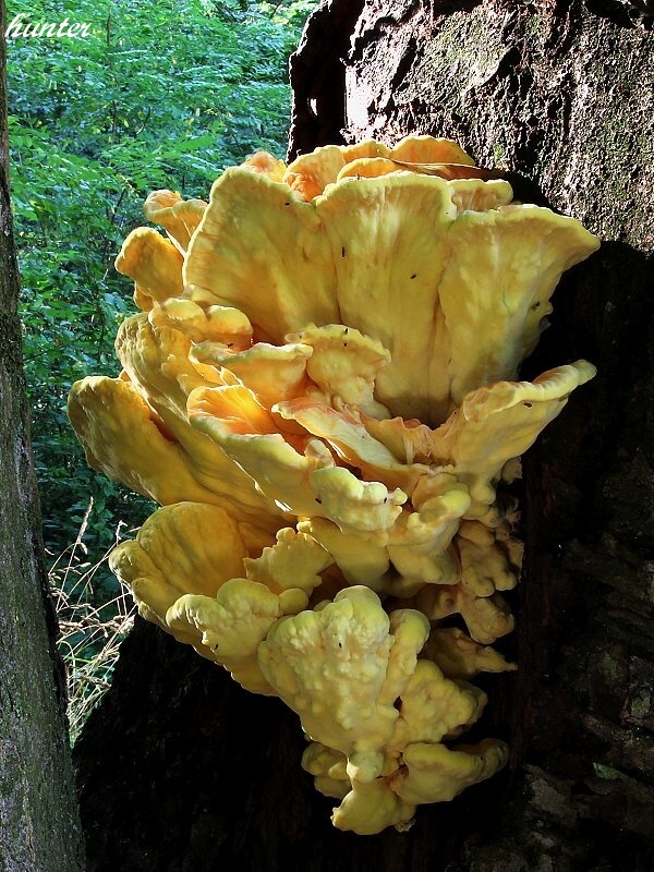 sírovec obyčajný Laetiporus sulphureus (Bull.) Murrill