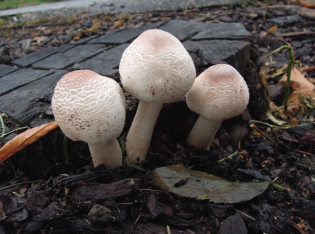 bedľovec Bresadolov Leucoagaricus americanus (Peck) Vellinga