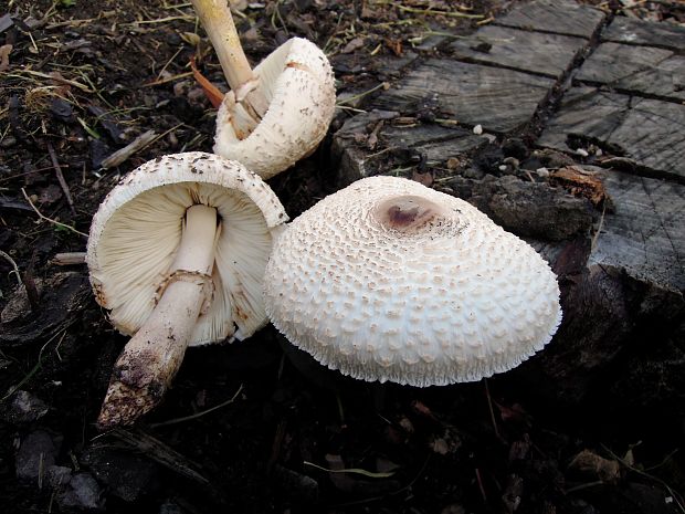 bedľovec Bresadolov Leucoagaricus americanus (Peck) Vellinga