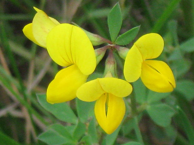 ľadenec rožkatý Lotus corniculatus L.