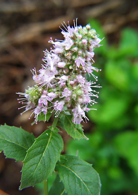 mäta dlholistá Mentha longifolia (L.) L.