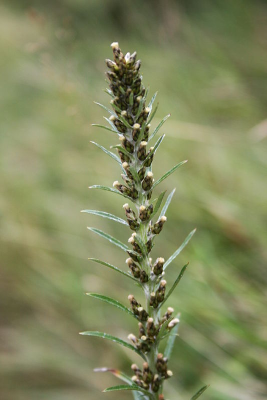 plesnivček lesný Omalotheca sylvatica (L.) Sch. Bip. et F. W. Schultz