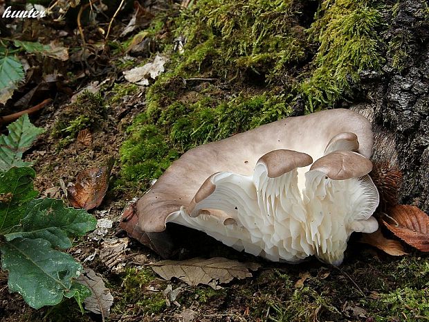 hliva buková Pleurotus pulmonarius (Fr.) Quél.