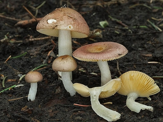 plávka včasná Russula cf. nauseosa (Pers.) Fr.