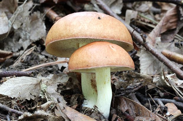 masliak zrnitý Suillus granulatus (L.) Roussel