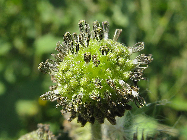 voškovník obyčajný Xanthium strumarium L.