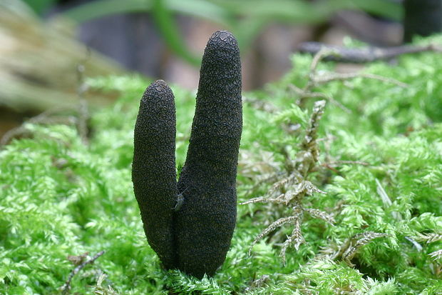 drevnatec štíhly Xylaria longipes Nitschke