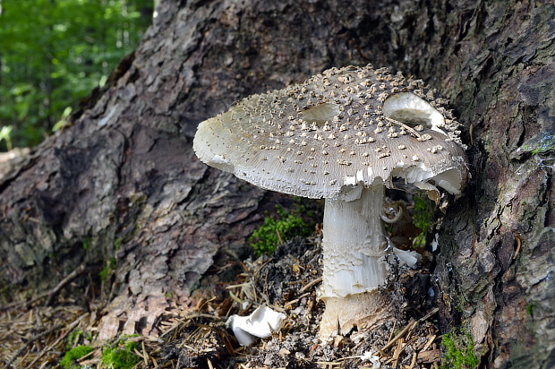 muchotrávka hrubá Amanita excelsa (Fr.) Bertill.