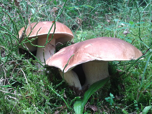 hríb smrekový Boletus edulis Bull.