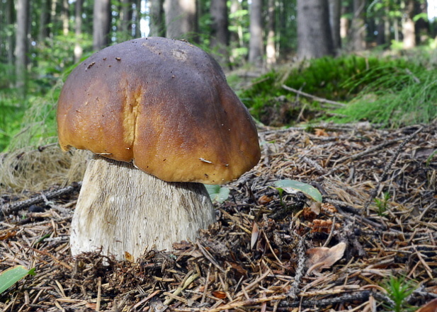 hríb smrekový Boletus edulis Bull.