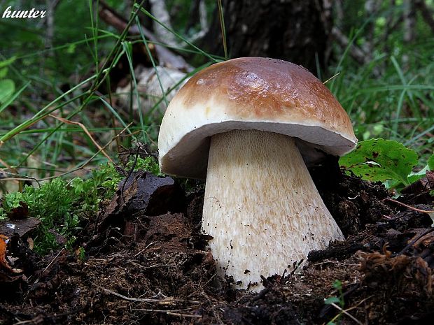 hríb smrekový Boletus edulis Bull.