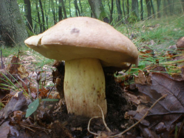 hríb príveskatý Butyriboletus appendiculatus (Schaeff. ex Fr.) Secr.